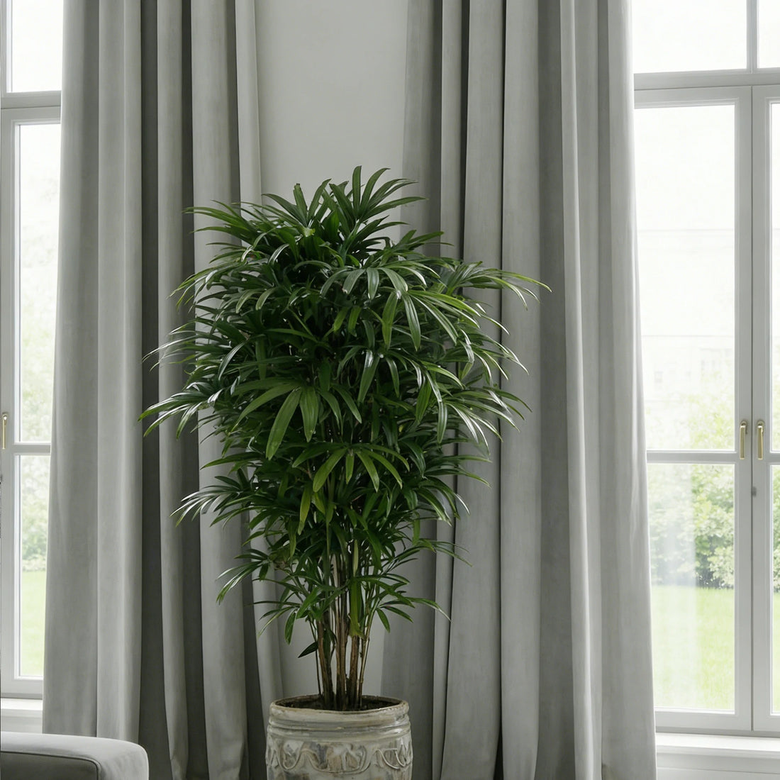 A straight-on medium shot focusing on a lush green potted plant centered elegantly between two tall windows draped with long, light gray curtain panels.