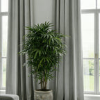 A straight-on medium shot focusing on a lush green potted plant centered elegantly between two tall windows draped with long, light gray curtain panels.