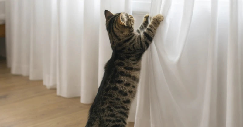 Lola curtains Note